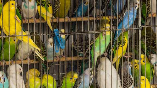 Seguidores acumulados e presos como uma gaiola de pássaros